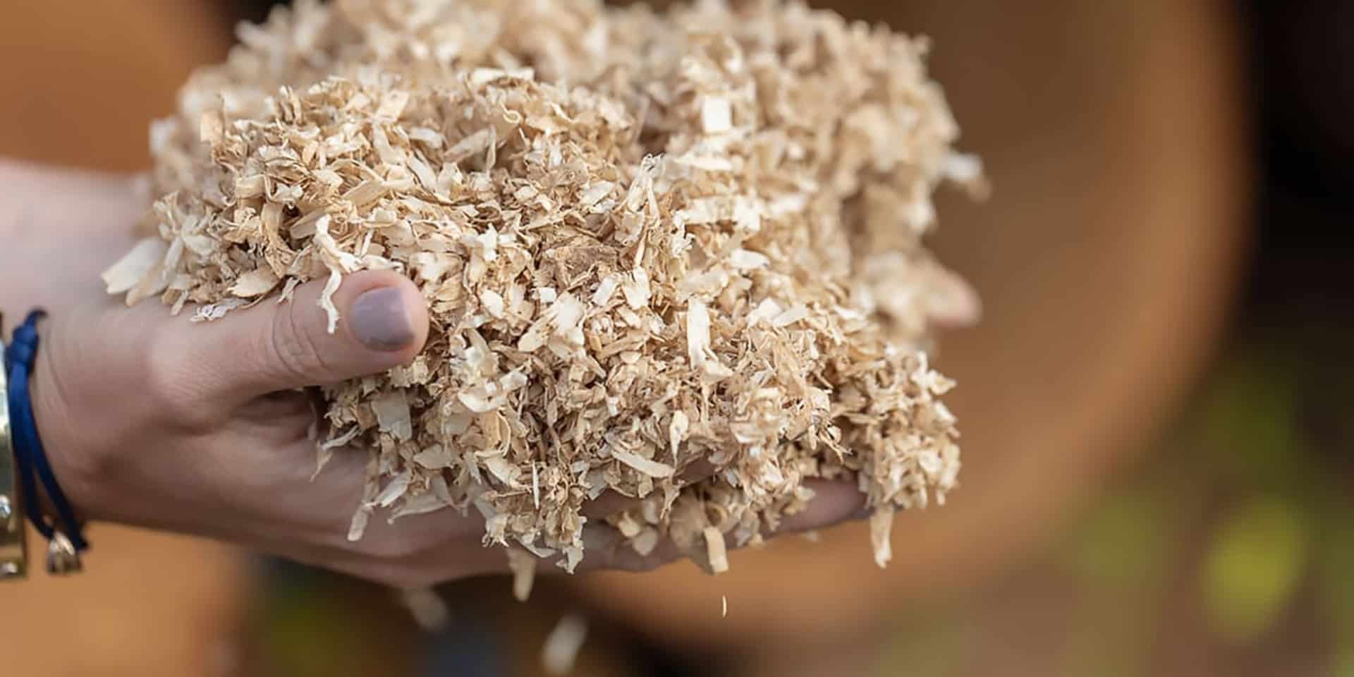 Eine Person, die einen Haufen heller Holzspäne in den Händen hält.